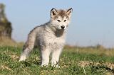 ALASKAN MALAMUTE 141